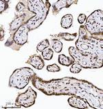 NDFIP2 Antibody in Immunohistochemistry (Paraffin) (IHC (P))