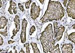 NDFIP2 Antibody in Immunohistochemistry (Paraffin) (IHC (P))