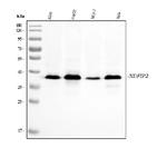 NDFIP2 Antibody in Western Blot (WB)