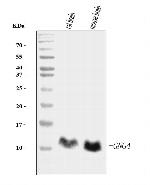 GNG4 Antibody in Western Blot (WB)