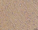 Calcineurin B Antibody in Immunohistochemistry (Paraffin) (IHC (P))