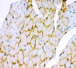 Dystrophin Antibody in Immunohistochemistry (Paraffin) (IHC (P))