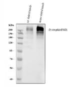 Dystrophin Antibody in Western Blot (WB)