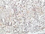 LAIR1 Antibody in Immunohistochemistry (Paraffin) (IHC (P))