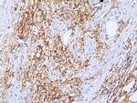 LAIR1 Antibody in Immunohistochemistry (Paraffin) (IHC (P))