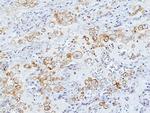 LAIR1 Antibody in Immunohistochemistry (Paraffin) (IHC (P))