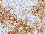 LAIR1 Antibody in Immunohistochemistry (Paraffin) (IHC (P))