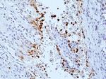 Phospho-DNA-PK (Ser2056) Antibody in Immunohistochemistry (Paraffin) (IHC (P))