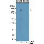 Phospho-DNA-PK (Ser2056) Antibody in Western Blot (WB)