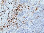 VISTA Antibody in Immunohistochemistry (Paraffin) (IHC (P))