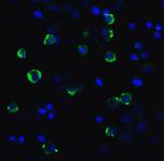 CD223 Antibody in Immunocytochemistry (ICC/IF)