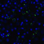 CD223 Antibody in Immunocytochemistry (ICC/IF)