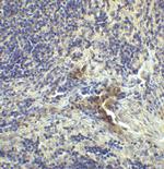 CD223 Antibody in Immunohistochemistry (Paraffin) (IHC (P))