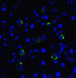 CD223 Antibody in Immunocytochemistry (ICC/IF)