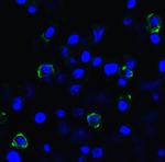 TIGIT Antibody in Immunocytochemistry (ICC/IF)