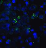 TIGIT Antibody in Immunocytochemistry (ICC/IF)