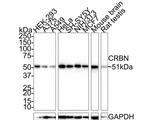 CRBN Antibody in Western Blot (WB)