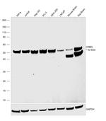 CRBN Antibody in Western Blot (WB)