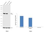 CRBN Antibody in Western Blot (WB)