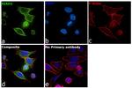 SIAH1 Antibody in Immunocytochemistry (ICC/IF)