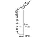 SIAH1 Antibody in Western Blot (WB)