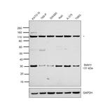 SIAH1 Antibody in Western Blot (WB)