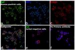 Syk Antibody in Immunocytochemistry (ICC/IF)