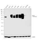 VISTA Antibody in Western Blot (WB)