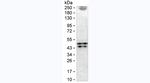 IL-1 beta Antibody in ELISA (ELISA)