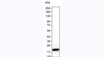 IL-1 beta Antibody in Western Blot (WB)