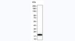 IL-1 beta Antibody in Western Blot (WB)