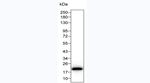 IL-1 beta Antibody in Western Blot (WB)