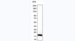 IL-1 beta Antibody in Western Blot (WB)