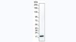 IL-1 beta Antibody in Western Blot (WB)