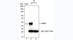 alpha-1 Microglobulin Antibody in Immunoprecipitation (IP)