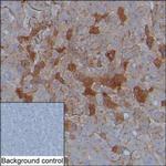 alpha-1 Microglobulin Antibody in Immunohistochemistry (Paraffin) (IHC (P))