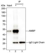 alpha-1 Microglobulin Antibody in Immunoprecipitation (IP)