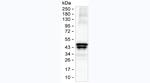 alpha-1 Microglobulin Antibody in Western Blot (WB)