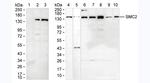 SMC2 Antibody in Western Blot (WB)