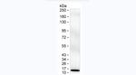 S100B Antibody in Western Blot (WB)