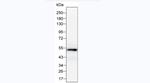 GATA3 Antibody in Western Blot (WB)