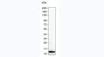 IL-8 (CXCL8) Antibody in Western Blot (WB)