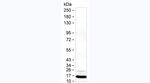 MCP-1 Antibody in Western Blot (WB)