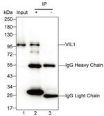 Villin Antibody in Immunoprecipitation (IP)