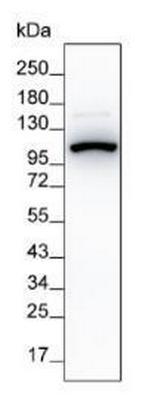 Villin Antibody in Western Blot (WB)