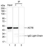 beta Actin Antibody in Immunoprecipitation (IP)