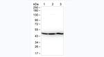 beta Actin Antibody in Western Blot (WB)