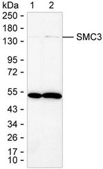 SMC3 Antibody in Western Blot (WB)