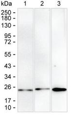 RAB6B Antibody in Western Blot (WB)