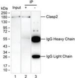 CLASP2 Antibody in Immunoprecipitation (IP)